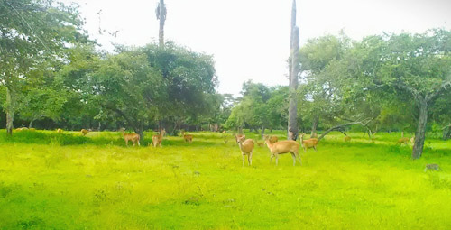 baluran national park 2